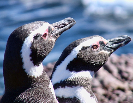 Puerto Deseado: Tierra de Pingüinos