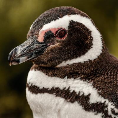 Pingüino De Magallanes