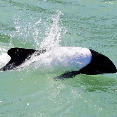 Commersons Dolphins