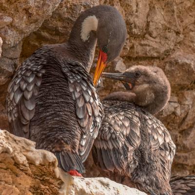 Red Legged Cormorants